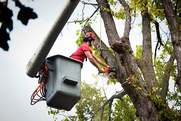 Best Tree Maintenance Programs  in USA